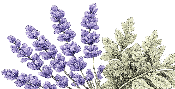 Citronela y lavanda francesa